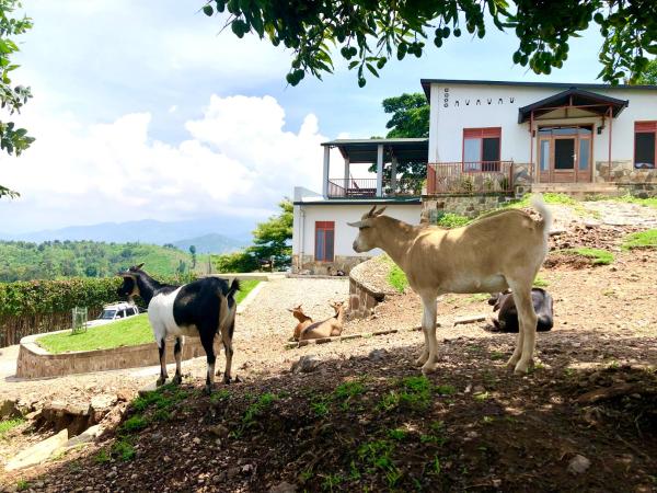Amazi Land Home and Farm Stay, Foglalás  Kibuye Gitsi