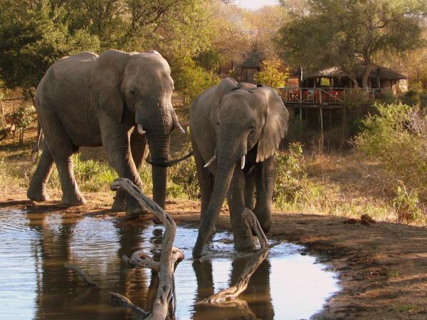 Umlani Bushcamp, Foglalás Lodge Timbavati Game Reserve Mpumalanga